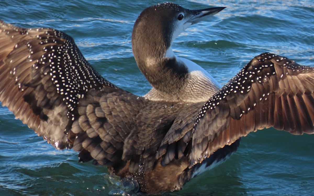 Common Loon - ML647494766
