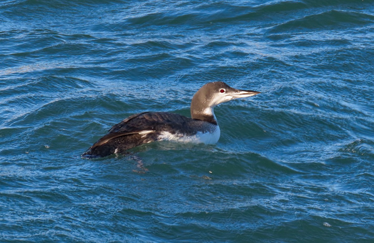 Common Loon - ML647494773