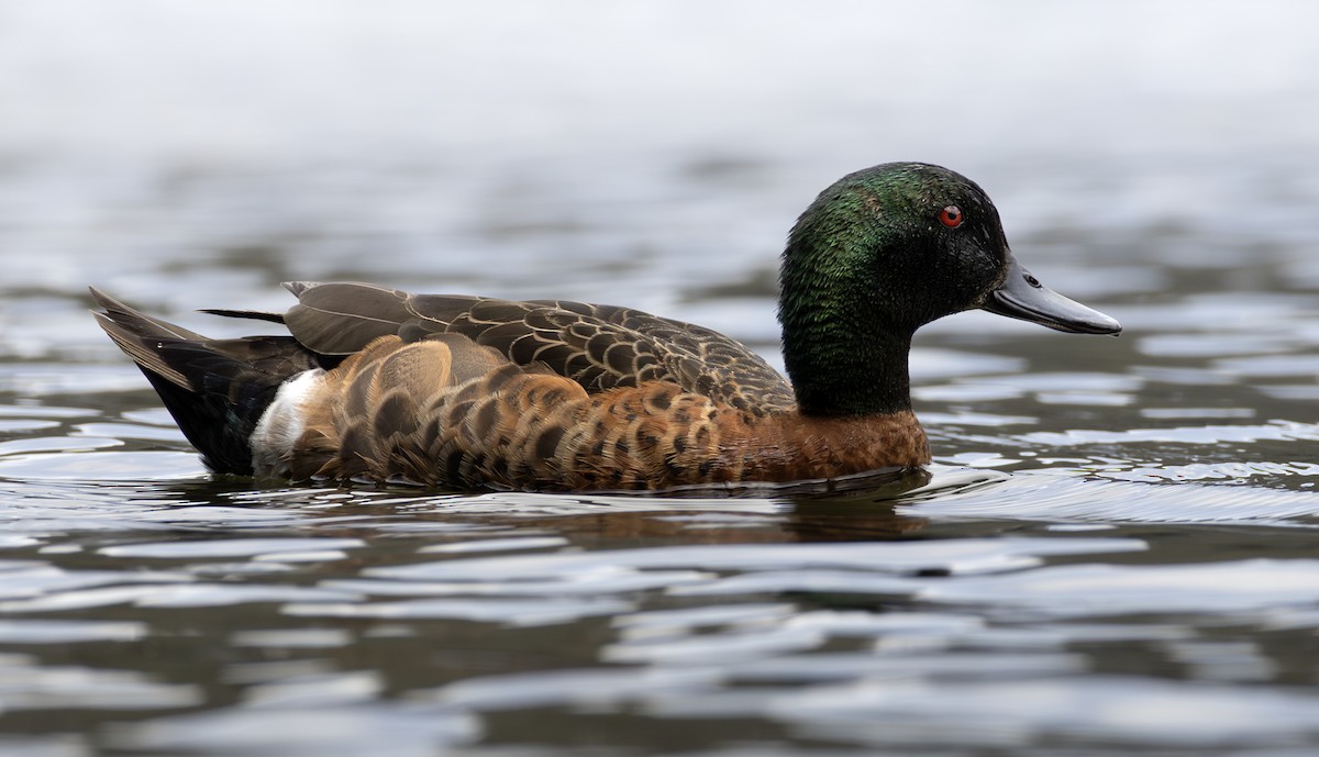 Chestnut Teal - ML647494774