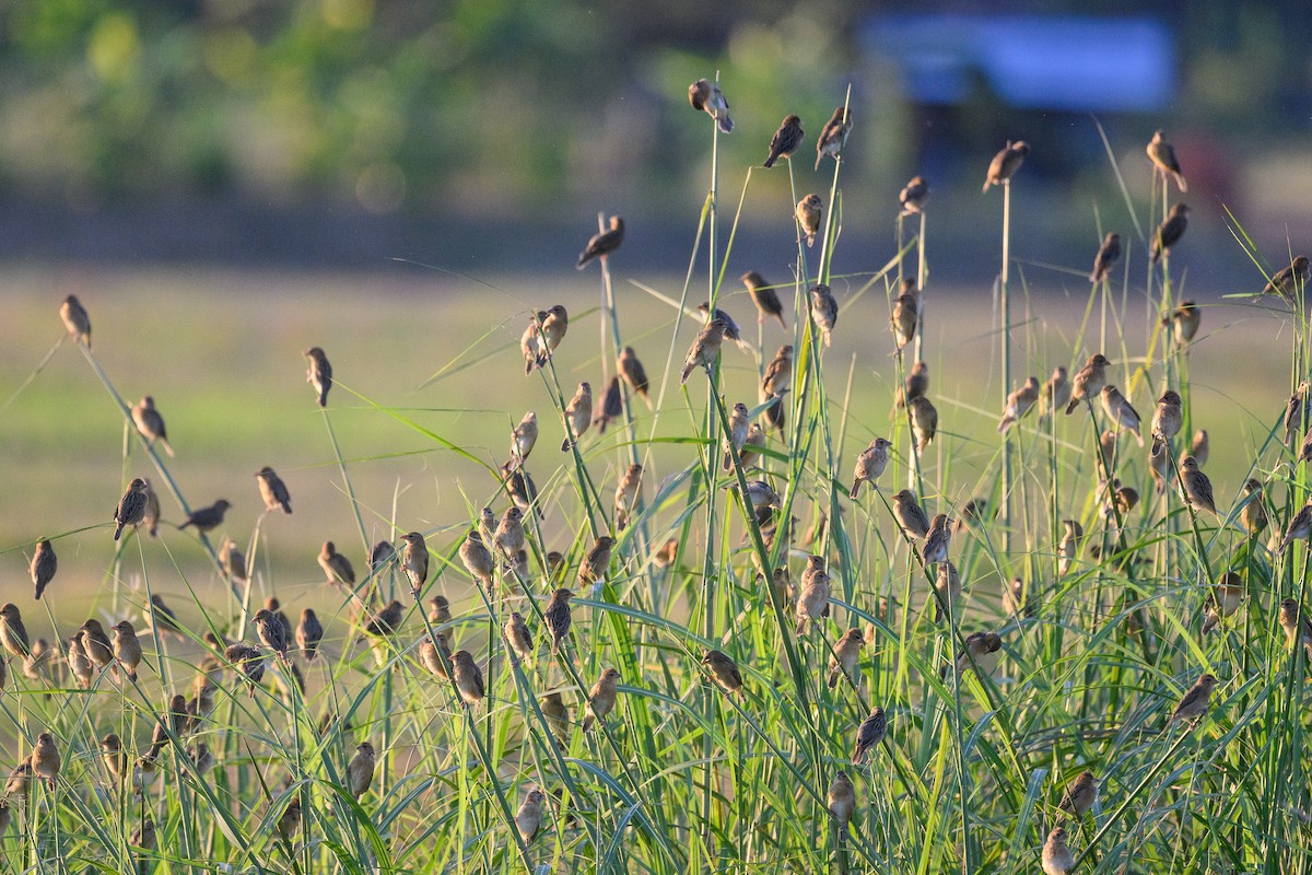 Baya Weaver - ML647494799