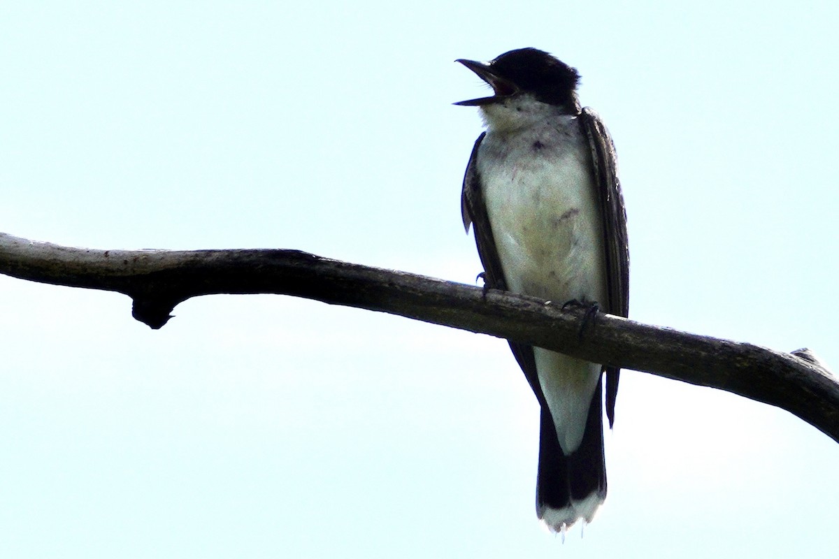 טירן מזרחי - ML647494805