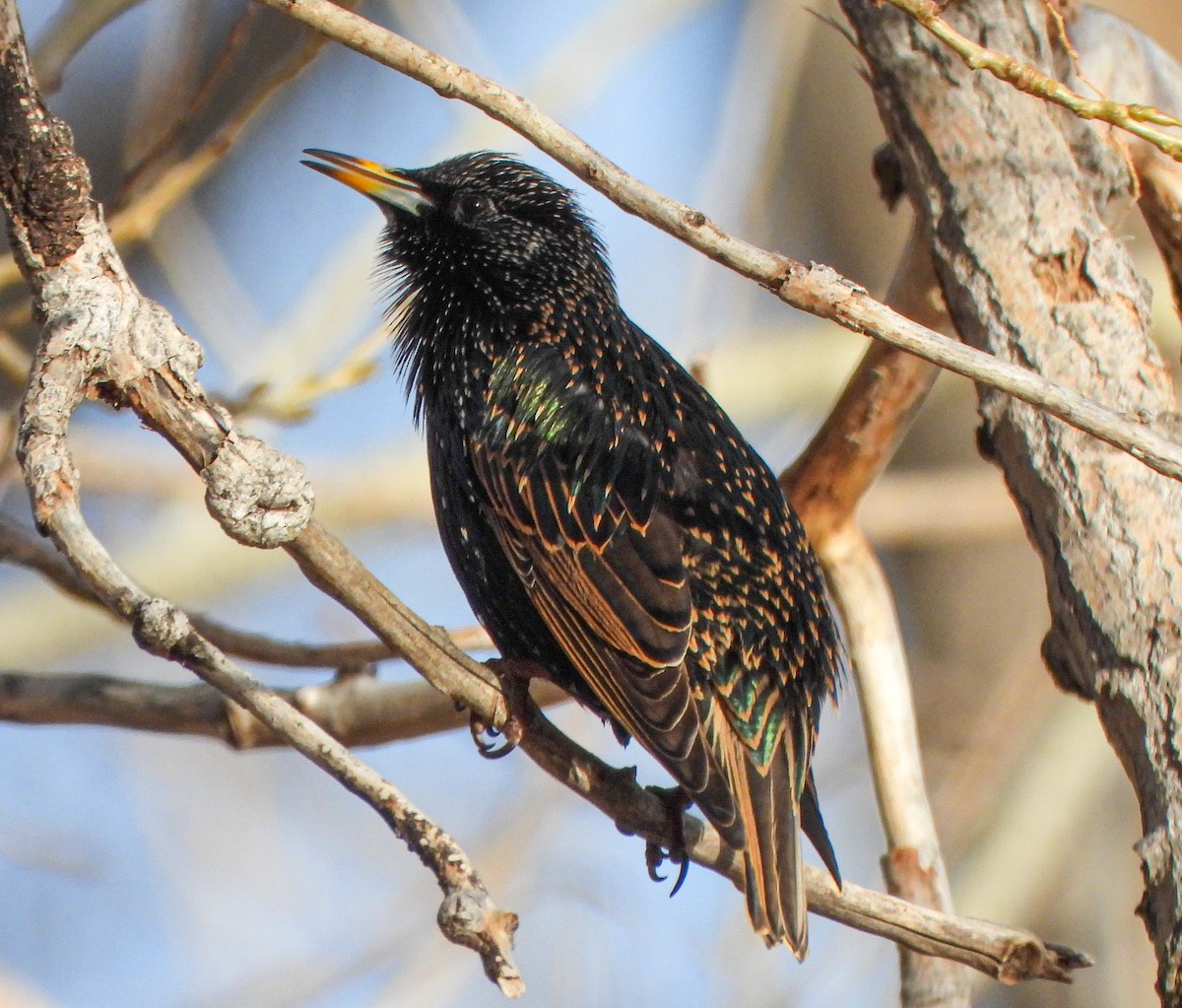 European Starling - ML647494824