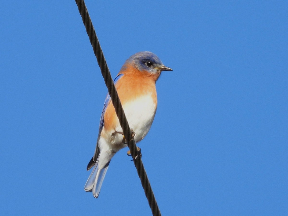 Блакитник східний - ML647494825