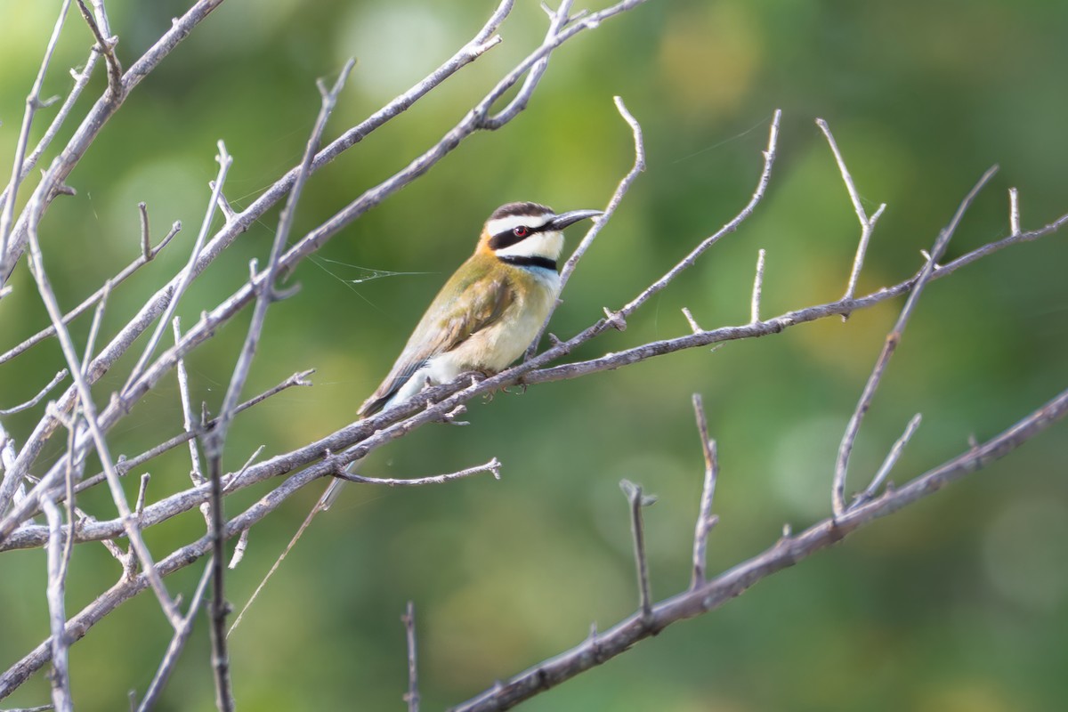 White-throated Bee-eater - ML647494828