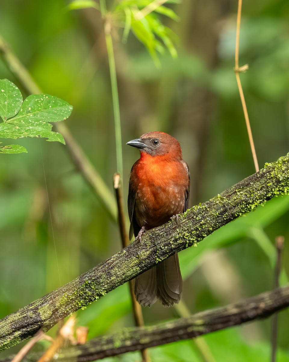 Red-throated Ant-Tanager - ML647494830