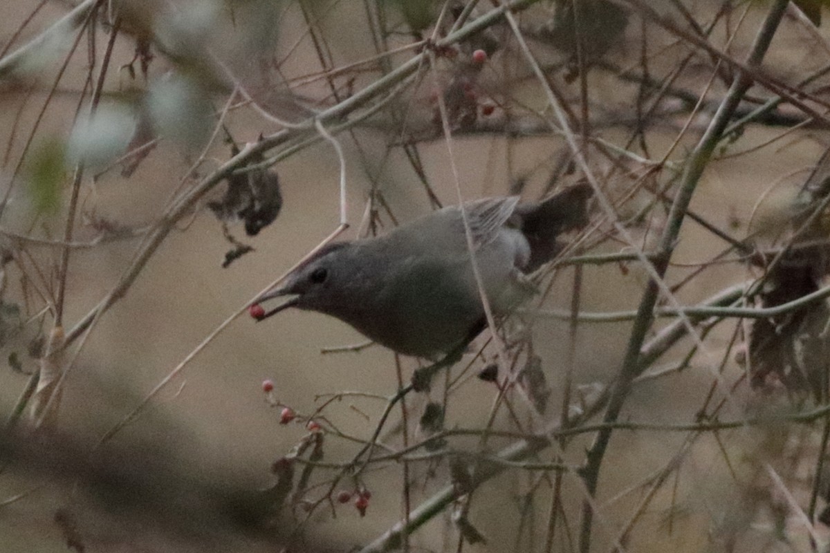 Gray Catbird - ML647494831