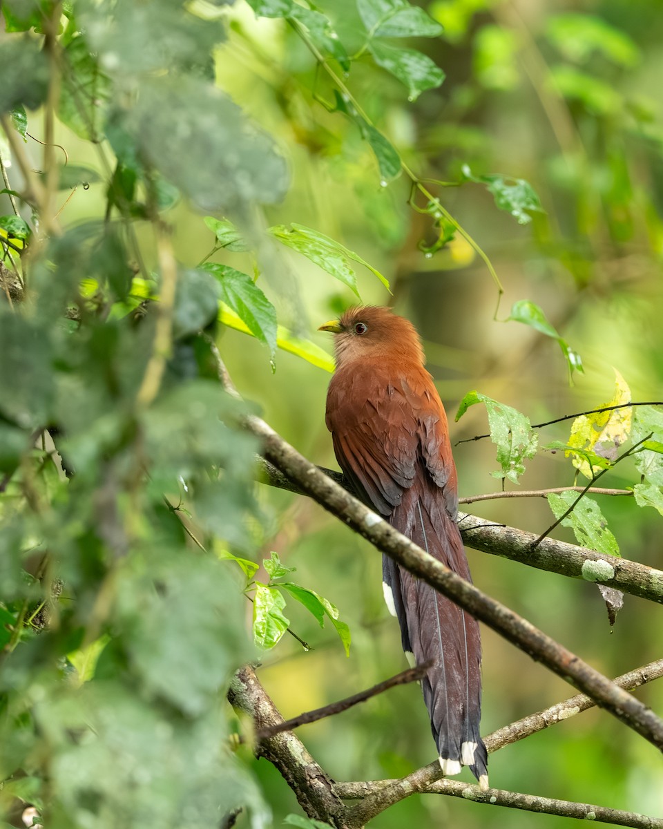 Common Squirrel-Cuckoo - ML647494832