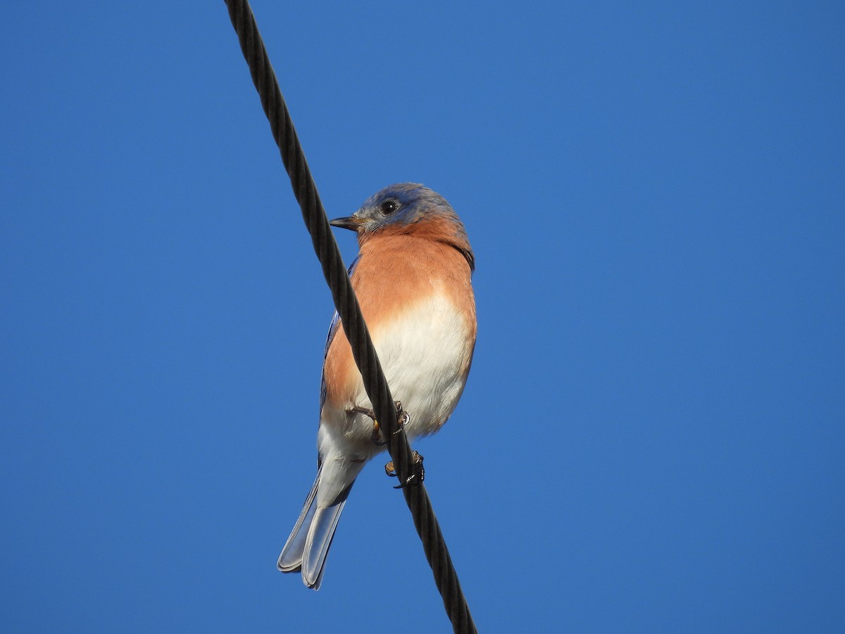 Eastern Bluebird - ML647494833