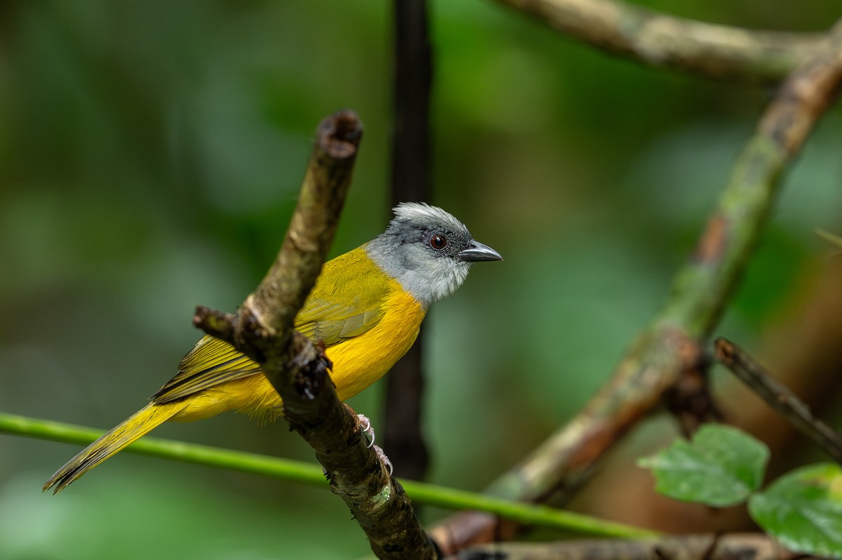 Gray-headed Tanager - ML647494834