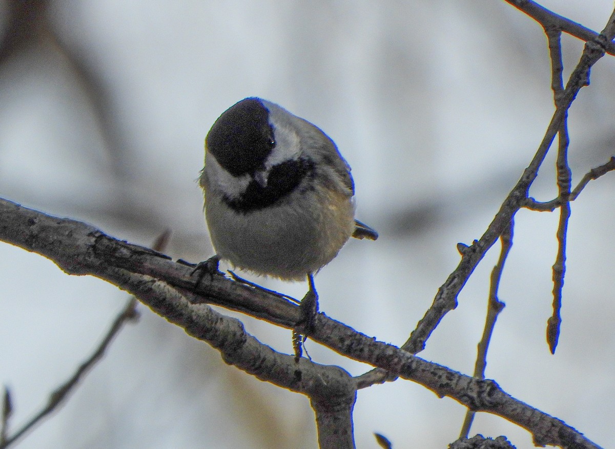Black-capped Chickadee - ML647494840