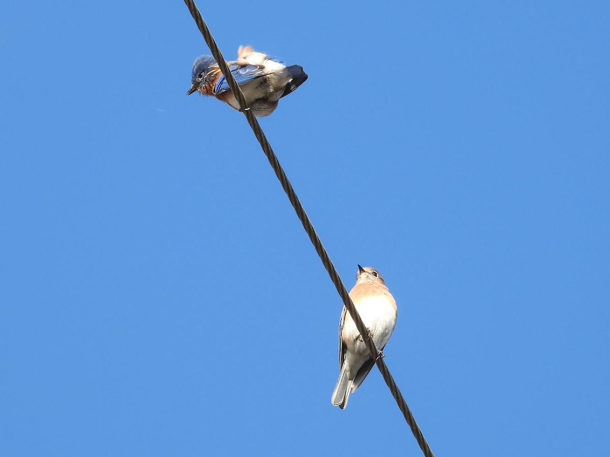 Eastern Bluebird - ML647494841