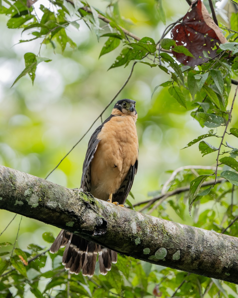 Collared Forest-Falcon - ML647494842