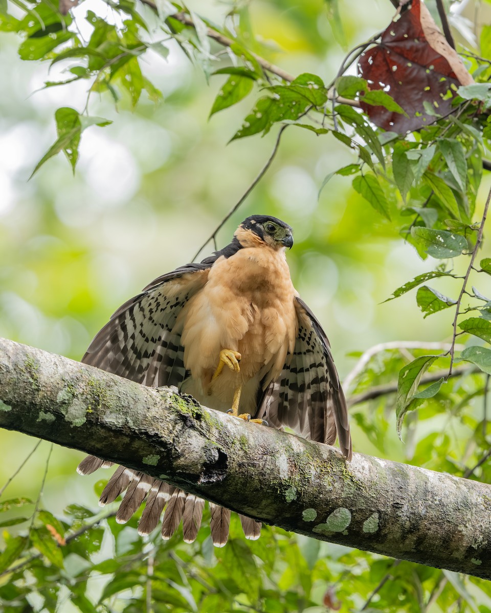 Collared Forest-Falcon - ML647494843
