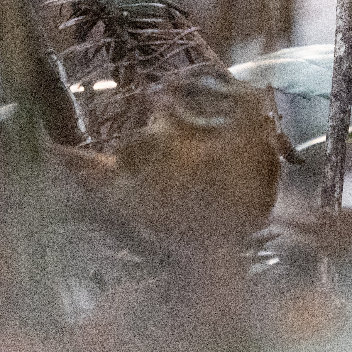 Yellow-throated Bunting - ML647494846