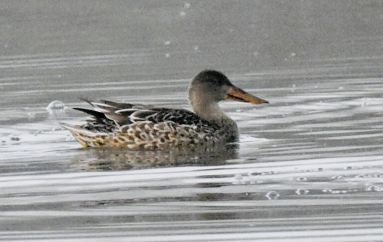 Northern Shoveler - ML647494847