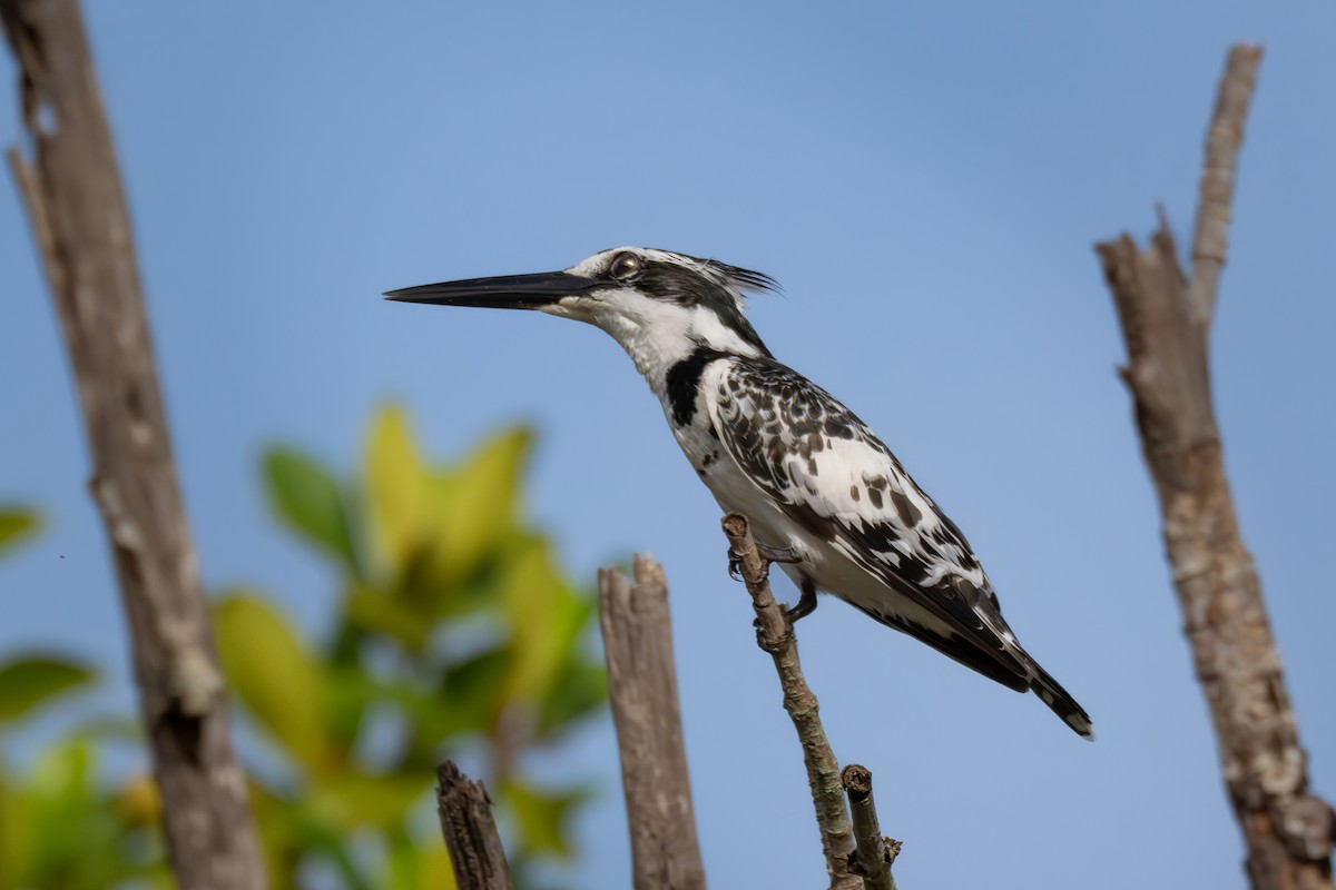 Pied Kingfisher - ML647494852