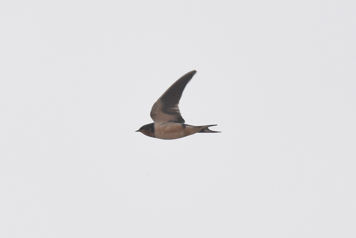 Barn Swallow - ML647494853
