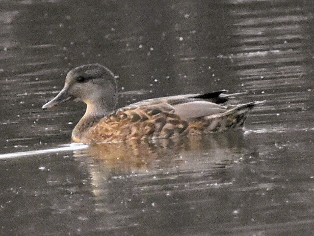 Gadwall - ML647494854