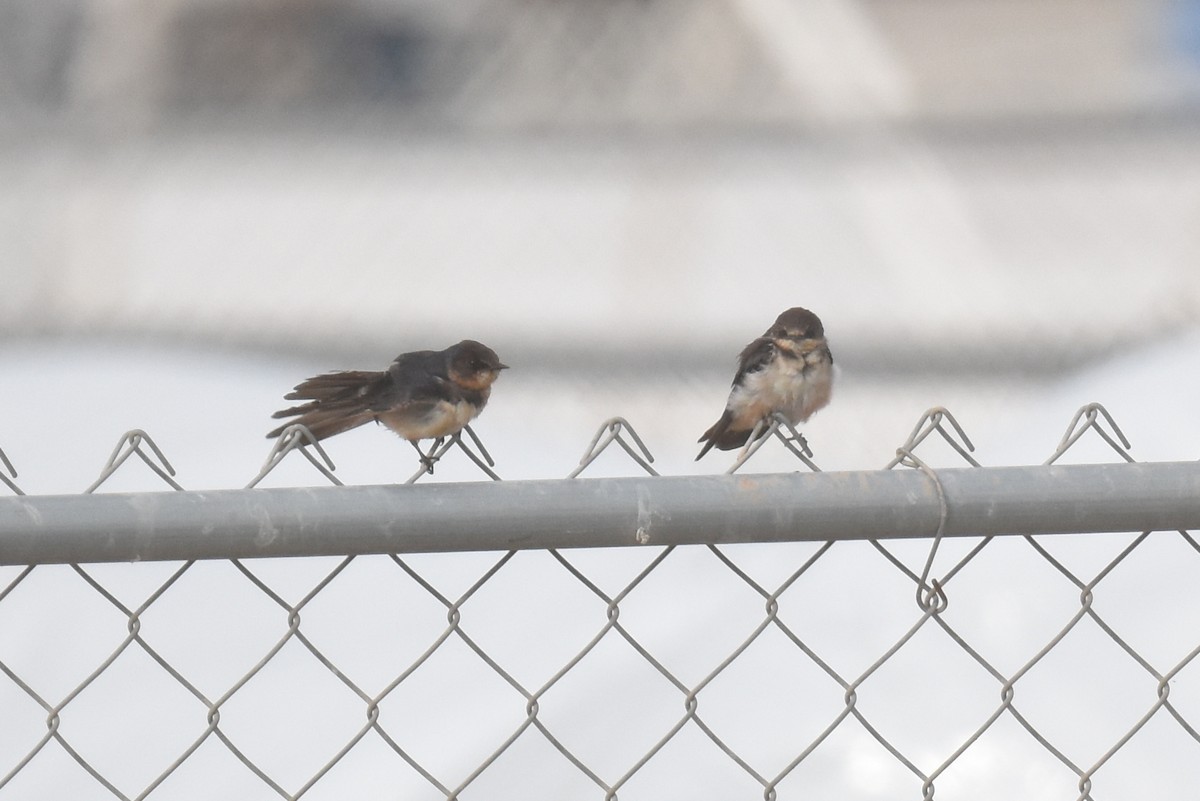 Barn Swallow - ML647494856