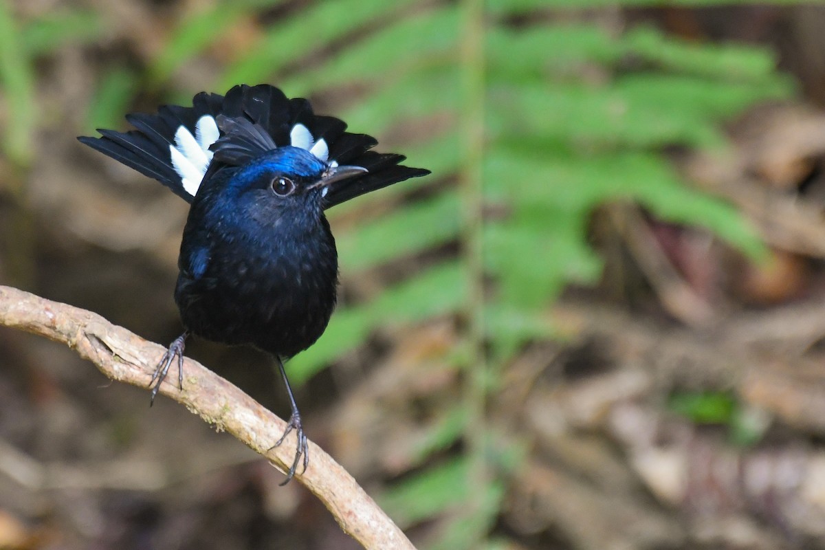 White-tailed Robin - ML647494857