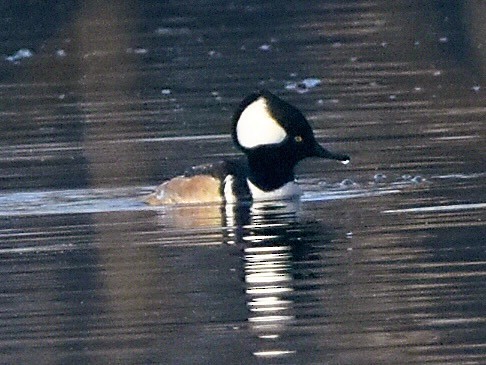 Hooded Merganser - ML647494858