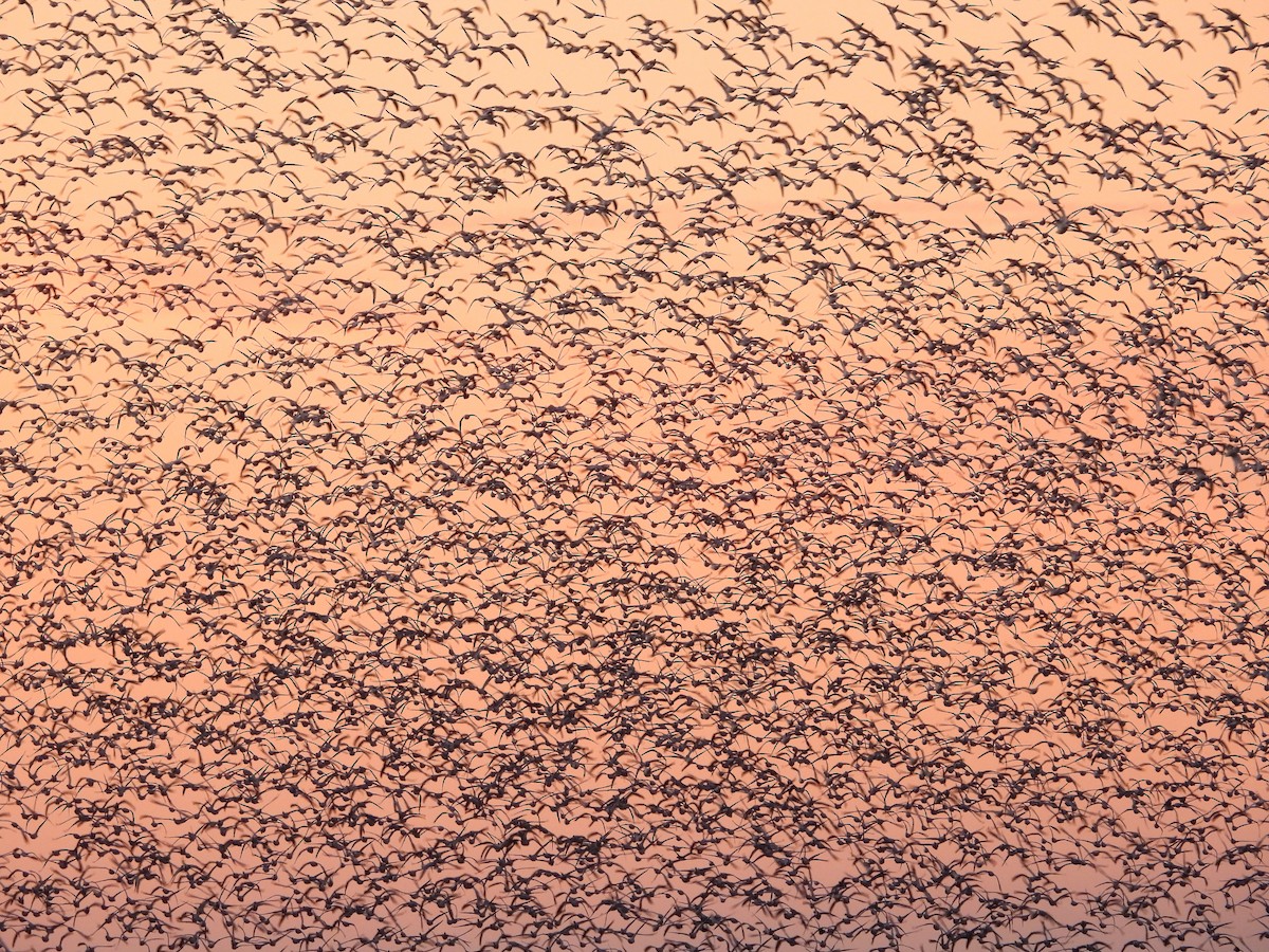 Snow Goose - ML647494860