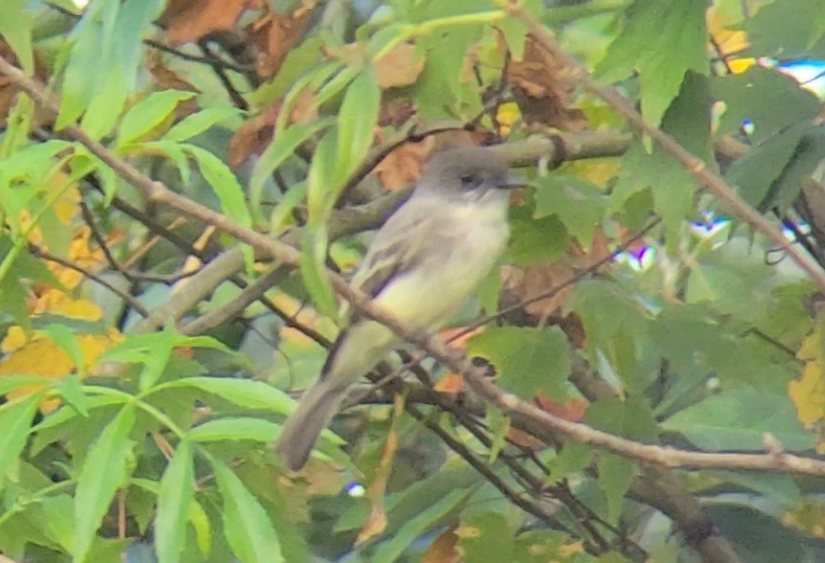 Eastern Phoebe - ML647494861