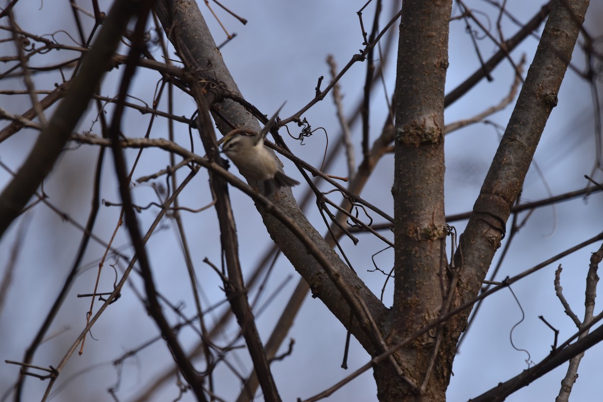 Golden-crowned Kinglet - ML647494862