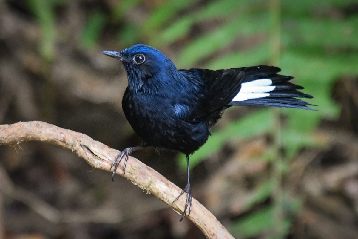White-tailed Robin - ML647494863