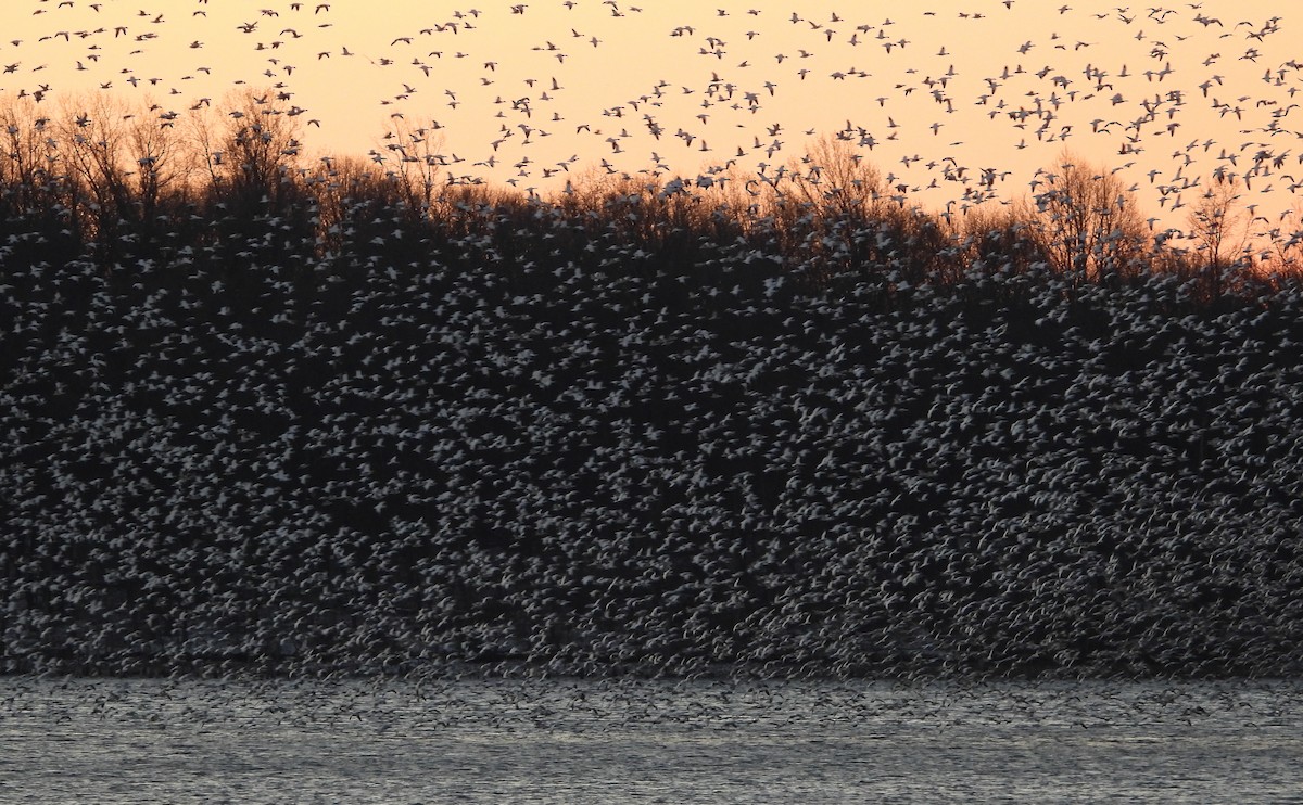 Snow Goose - ML647494865