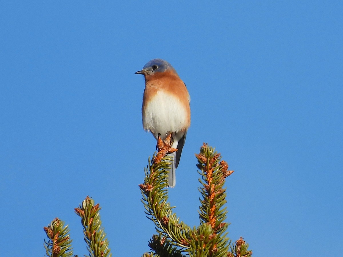 Eastern Bluebird - ML647494867
