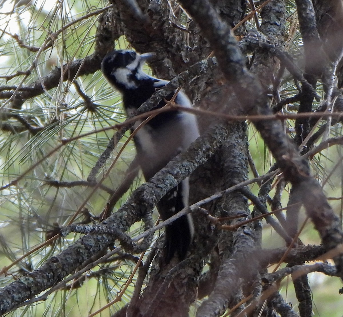 Hairy Woodpecker - ML647494868