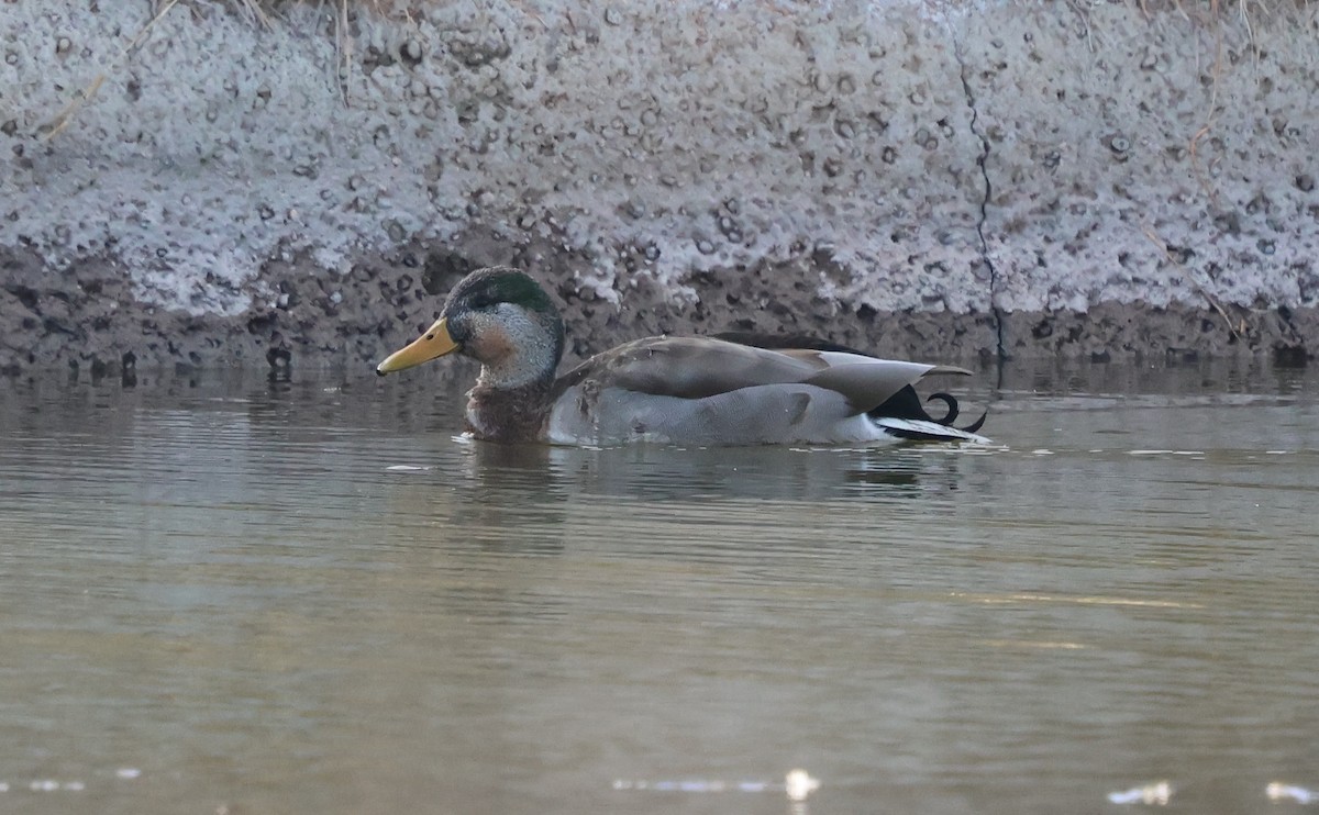 Mallard x Mexican Duck (hybrid) - ML647494870