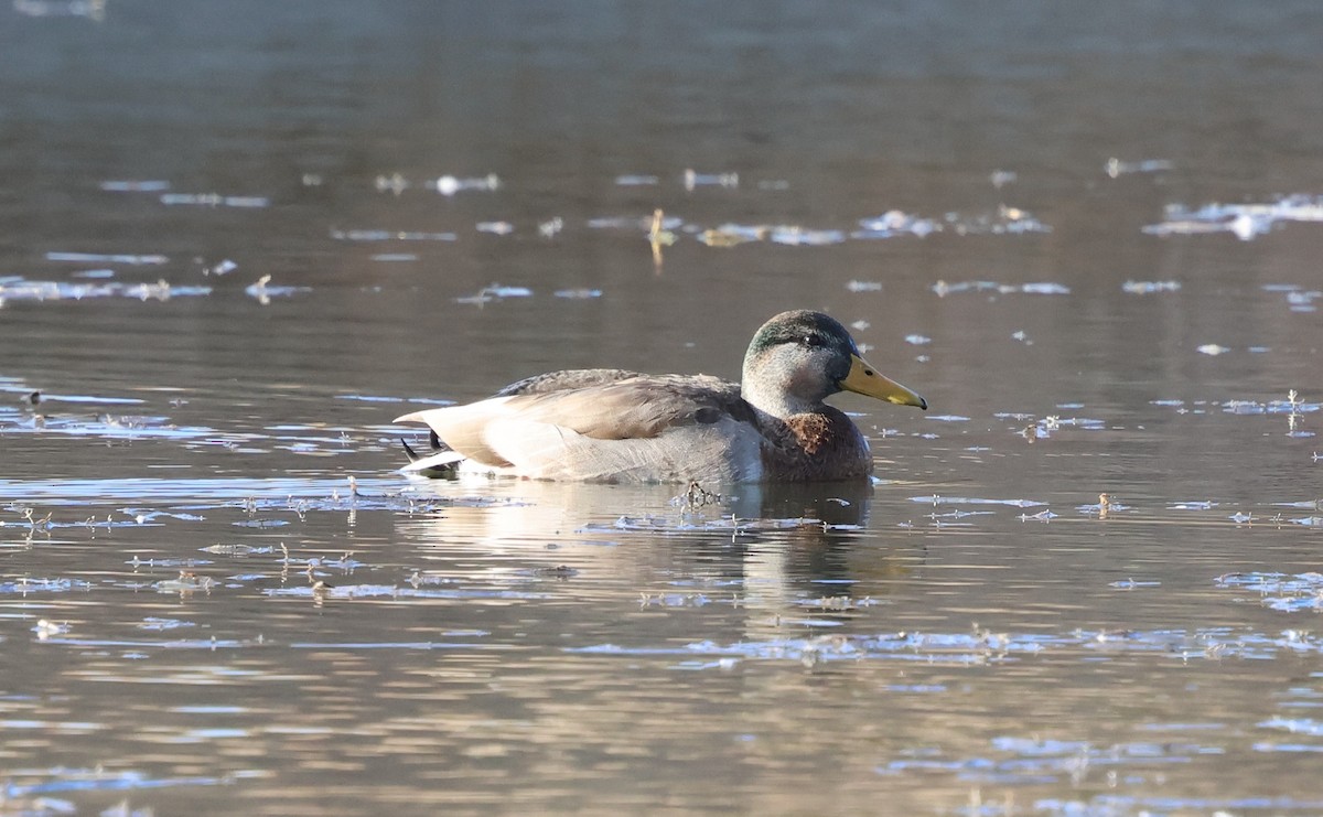 Mallard x Mexican Duck (hybrid) - ML647494871