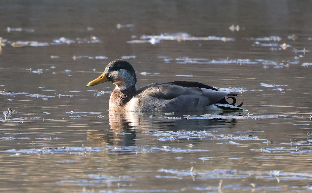 Mallard x Mexican Duck (hybrid) - ML647494872