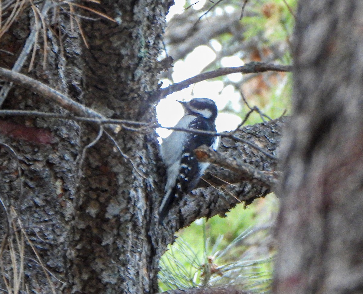 Downy Woodpecker - ML647494873
