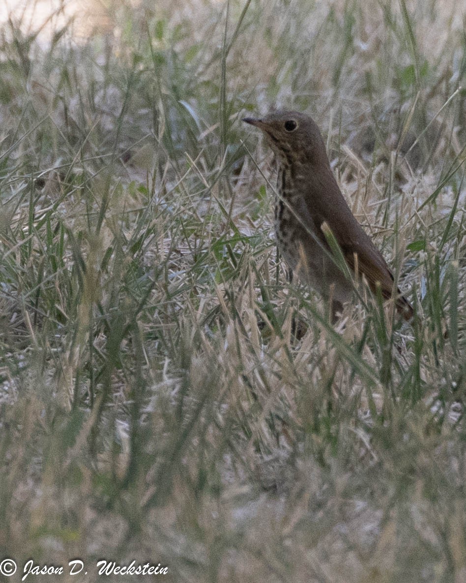 קיכלי חלוד-זנב - ML647494891