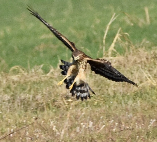 Northern Harrier - ML647494896