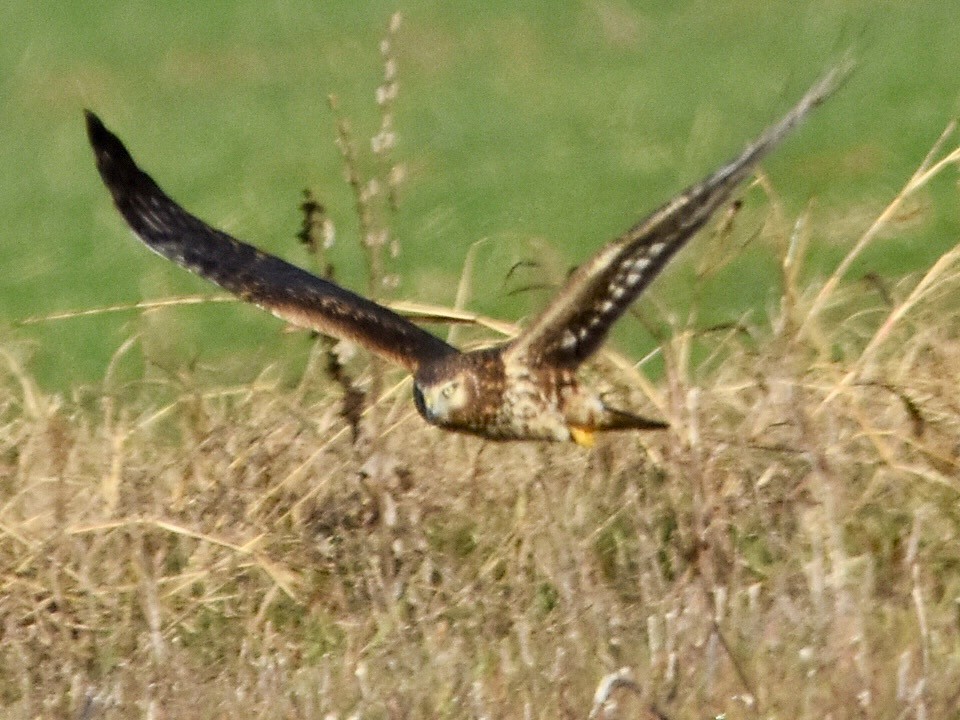 Northern Harrier - ML647494904