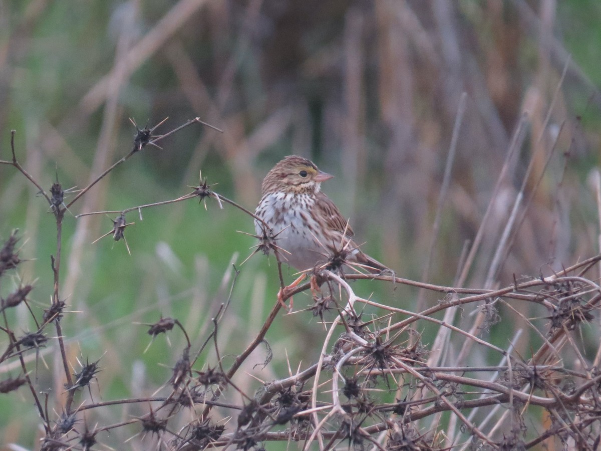 musespurv - ML647494917