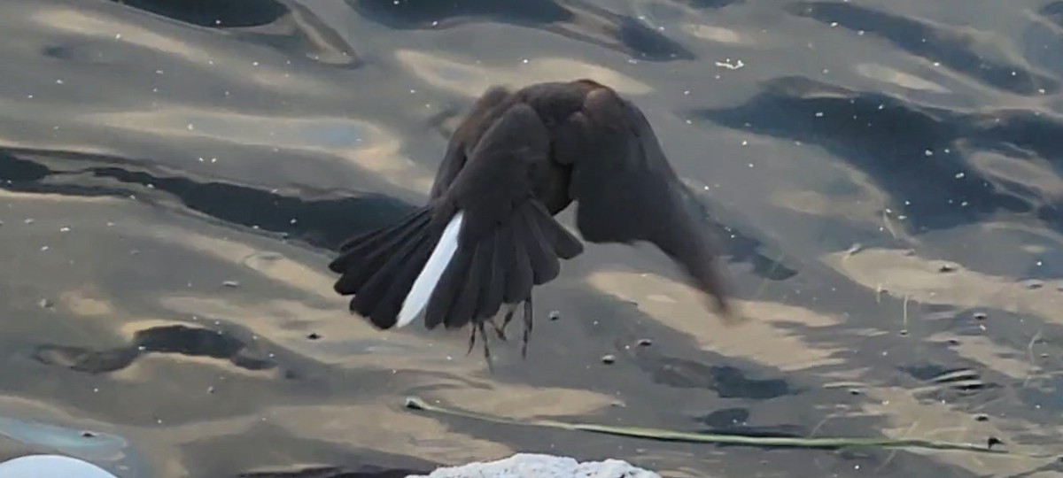 båtstjerttrupial - ML647494918