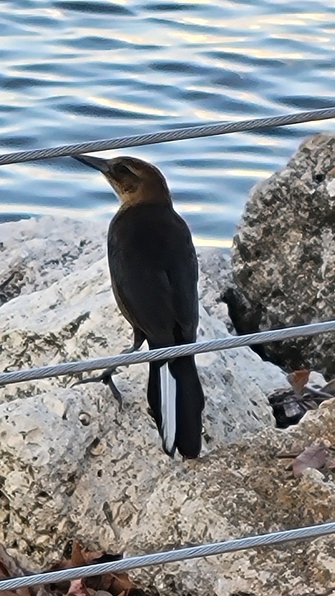 båtstjerttrupial - ML647494919