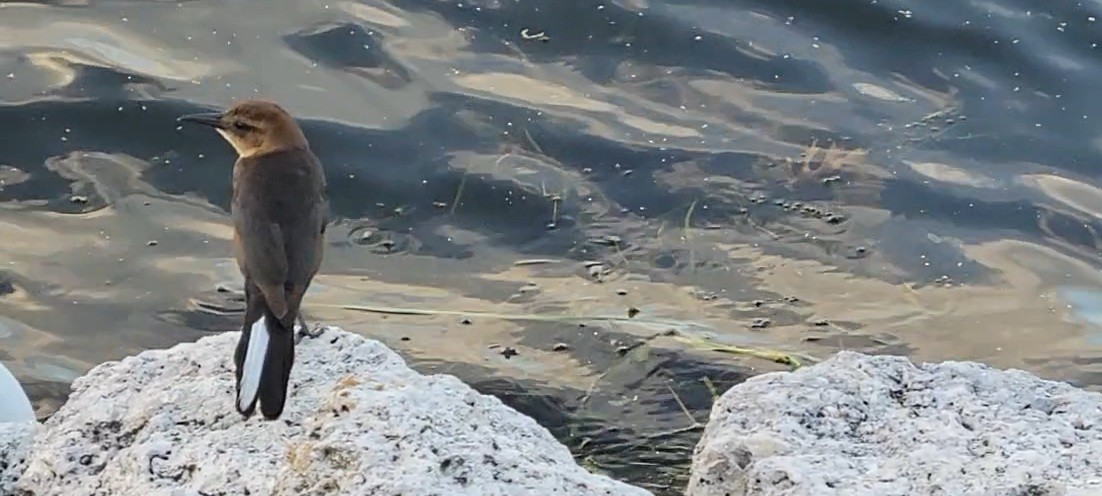 båtstjerttrupial - ML647494920