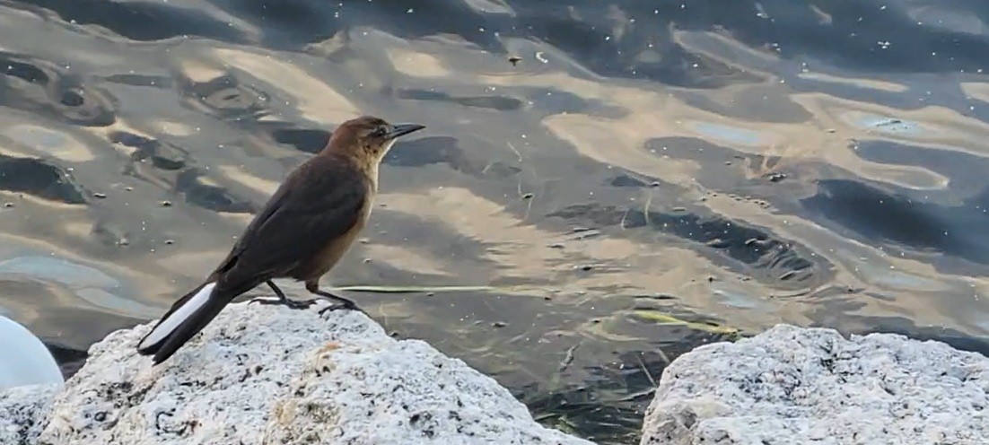 båtstjerttrupial - ML647494921