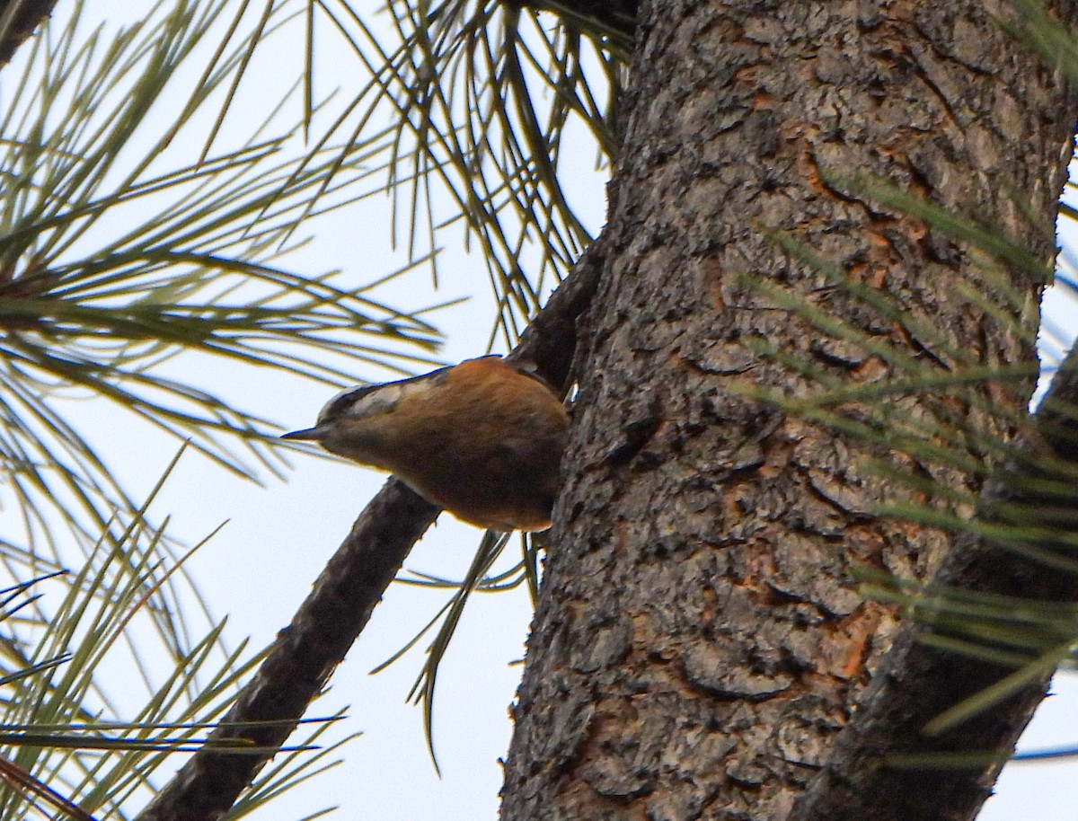 rustspettmeis - ML647494923