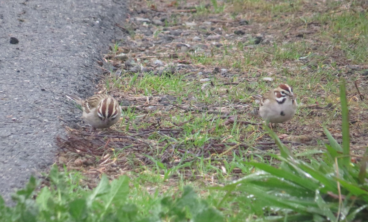 lerkespurv - ML647494924