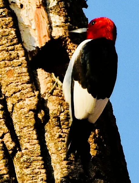 rødhodespett - ML647494925