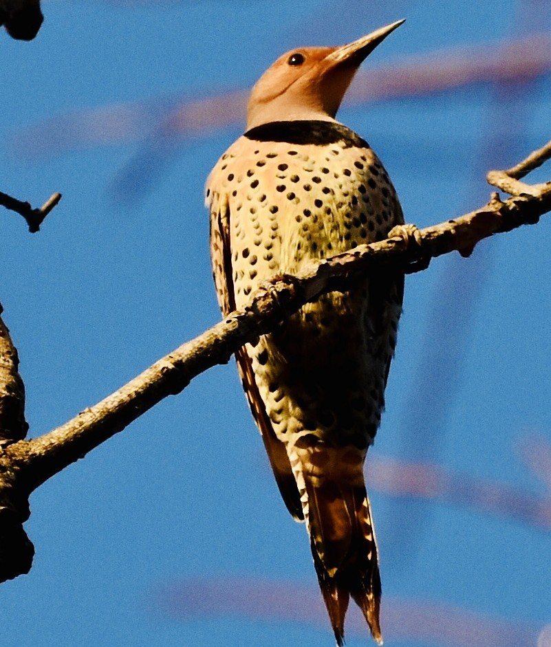 gullspett - ML647494927