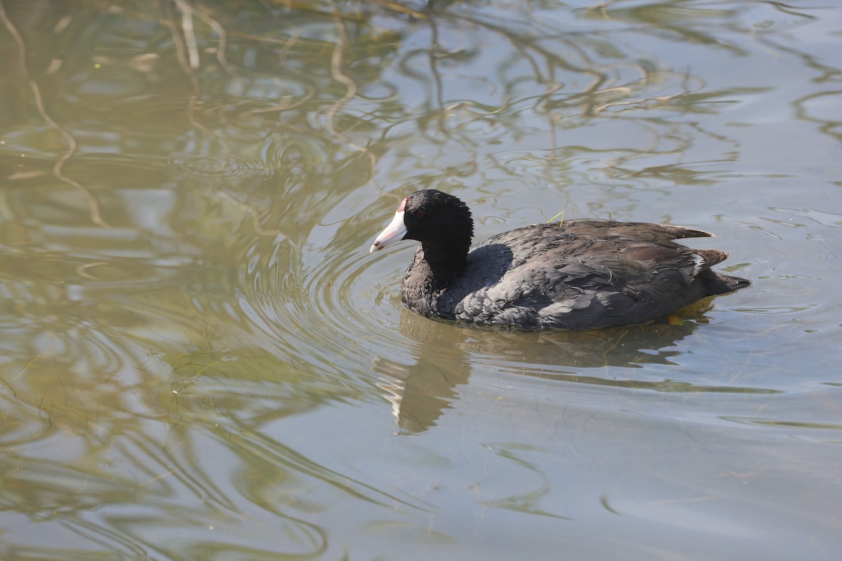 amerikasothøne - ML647494928