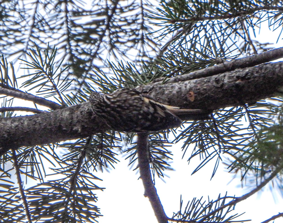 amerikatrekryper - ML647494929